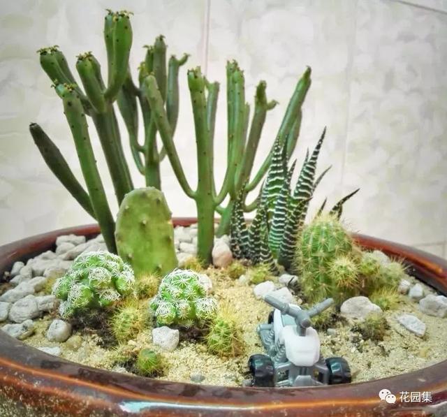 地栽多肉花園_地栽多肉花園圖片欣賞_多肉地栽有什么要求
