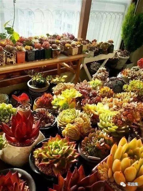 地栽多肉花園_地栽多肉花園圖片欣賞_多肉地栽有什么要求