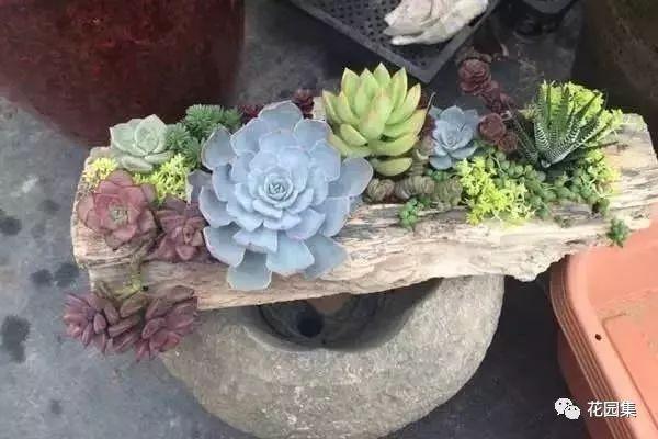 地栽多肉花園_多肉地栽有什么要求_地栽多肉花園圖片欣賞