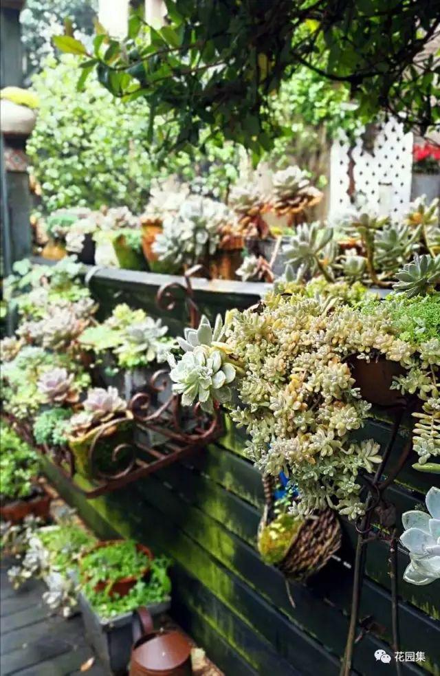 地栽多肉花園_地栽多肉花園圖片欣賞_多肉地栽有什么要求