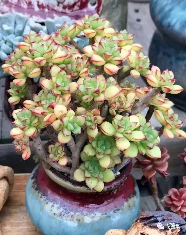 地栽多肉花園_多肉地栽有什么要求_地栽多肉花園圖片欣賞