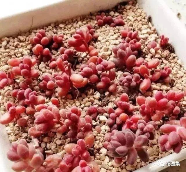 地栽多肉花園圖片欣賞_地栽多肉花園_多肉地栽有什么要求