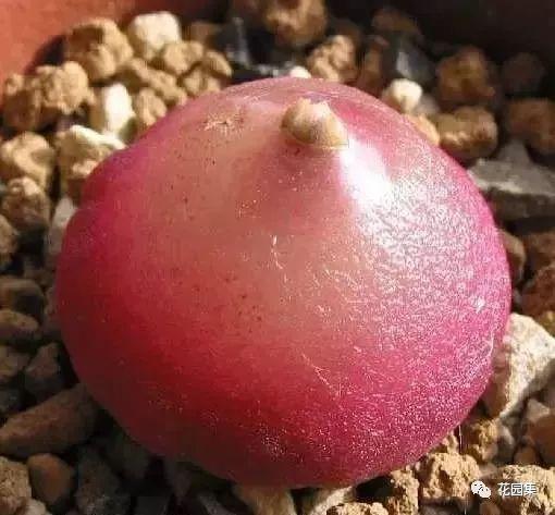地栽多肉花園圖片欣賞_多肉地栽有什么要求_地栽多肉花園