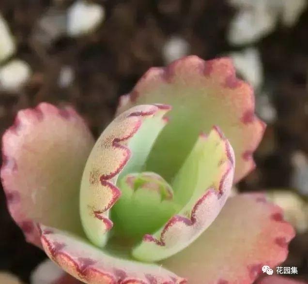 地栽多肉花園圖片欣賞_地栽多肉花園_多肉地栽有什么要求