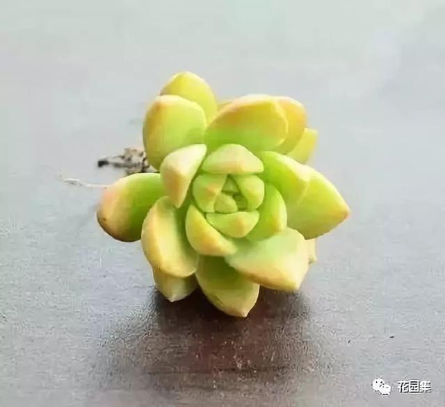 地栽多肉花園_多肉地栽有什么要求_地栽多肉花園圖片欣賞
