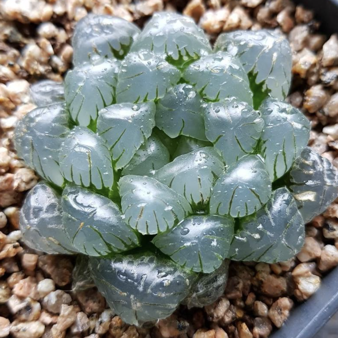 新手種多肉選什么品種_適合新手的16種多肉植物_新手種多肉最好用什么盆