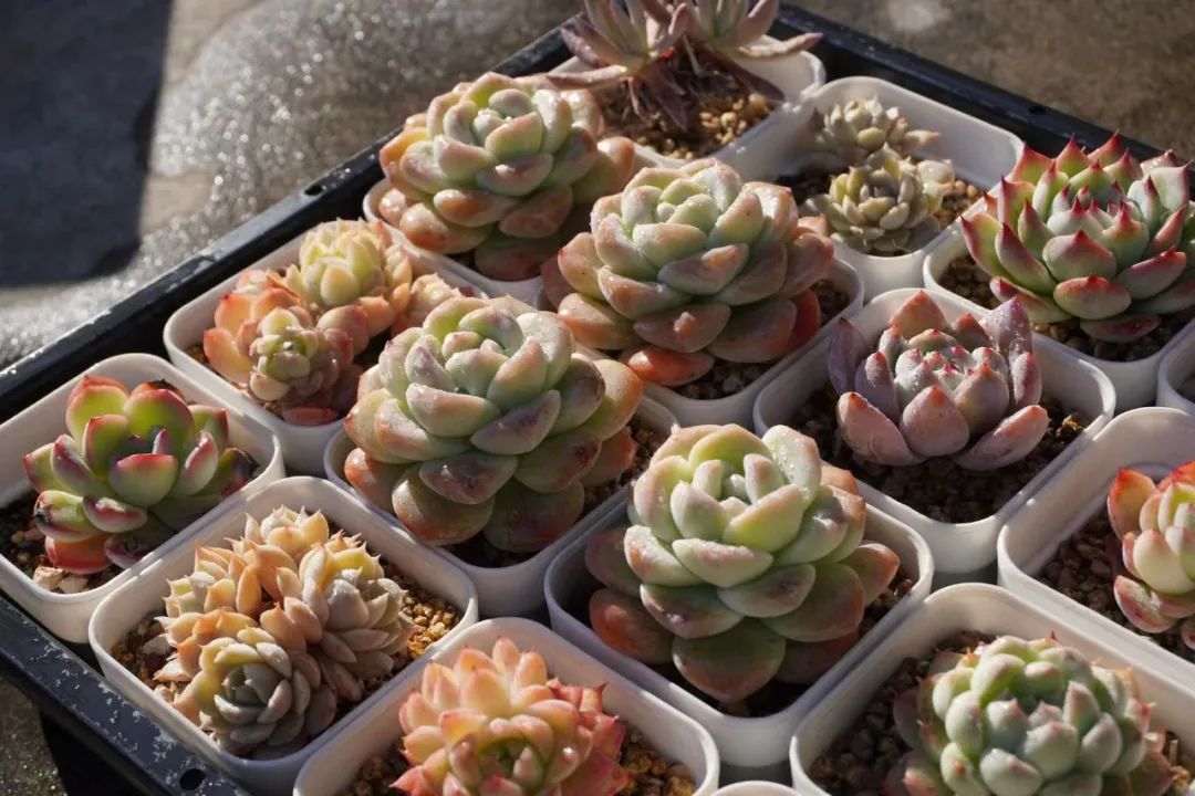 適合新手的16種多肉植物_新手種多肉最好用什么盆_新手種多肉選什么品種