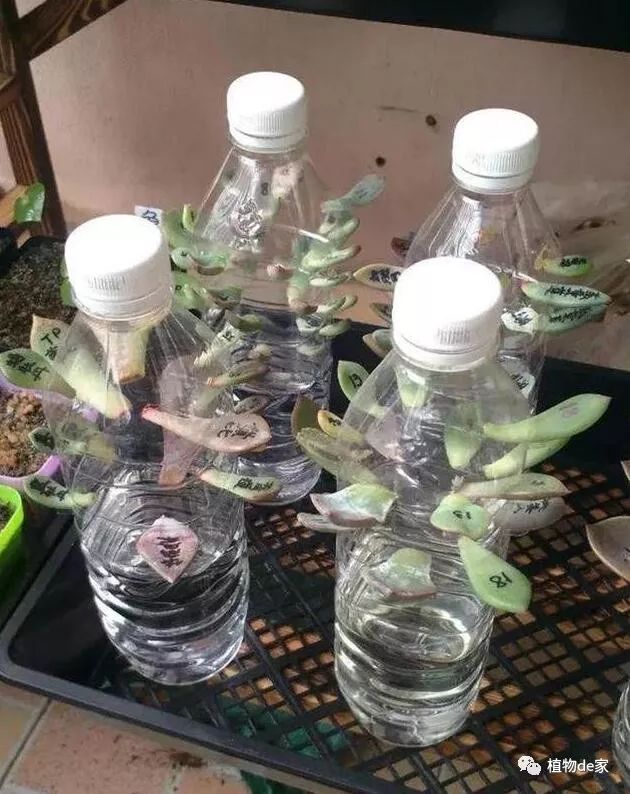 多肉植物葉插_葉插多肉怎么操作_多肉葉插的方法和注意事項