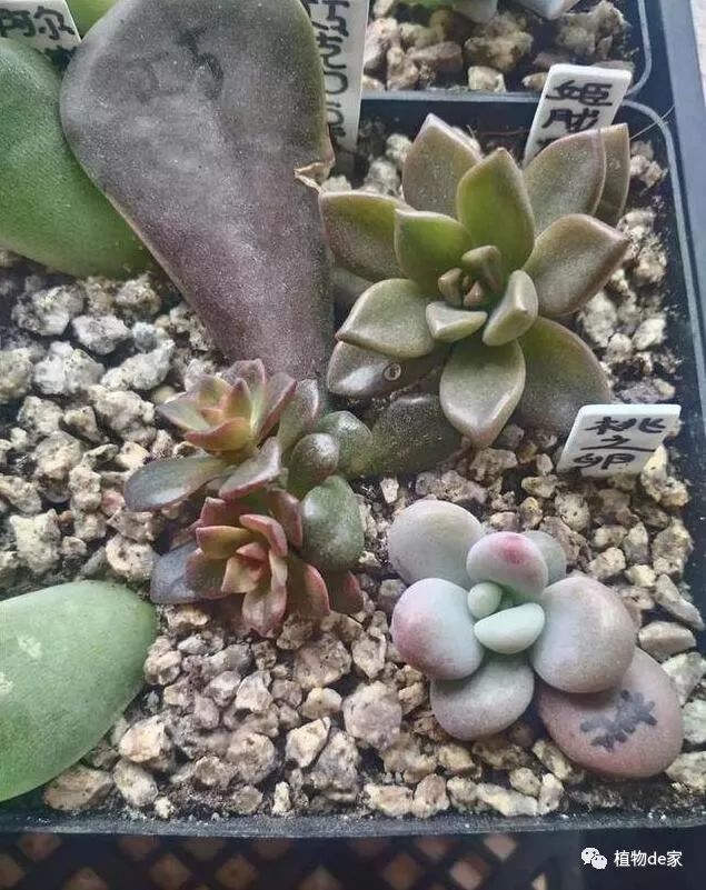 多肉植物葉插_多肉葉插的方法和注意事項_葉插多肉怎么操作