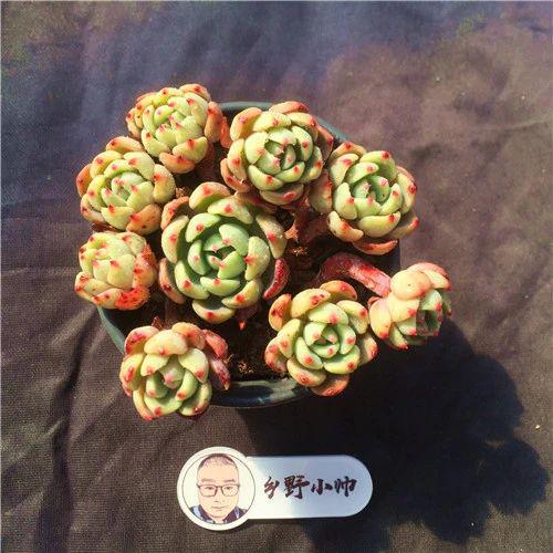 貝瑞多肉品種_品種多肉貝瑞圖片大全_品種多肉貝瑞好養嗎