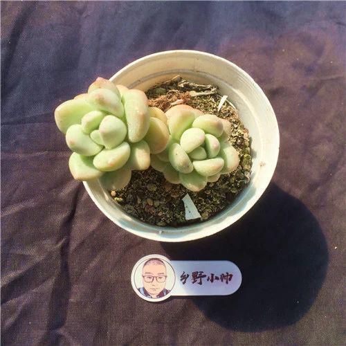 品種多肉貝瑞好養嗎_貝瑞多肉品種_品種多肉貝瑞圖片大全