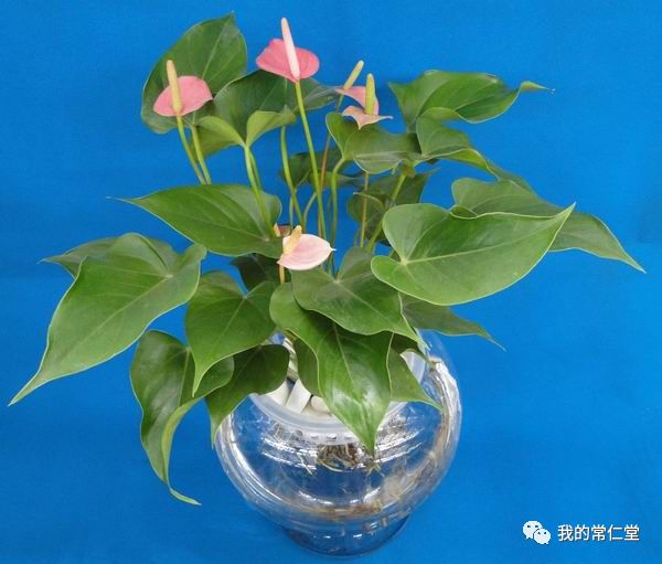 室內養多肉有毒嗎_有毒的多肉植物_哪些多肉有毒不適合養在室內