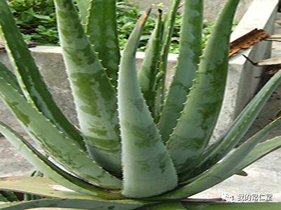 有毒的多肉植物_室內養多肉有毒嗎_哪些多肉有毒不適合養在室內