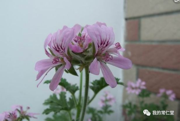 室內養多肉有毒嗎_哪些多肉有毒不適合養在室內_有毒的多肉植物