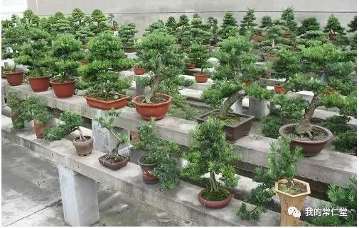室內養多肉有毒嗎_有毒的多肉植物_哪些多肉有毒不適合養在室內
