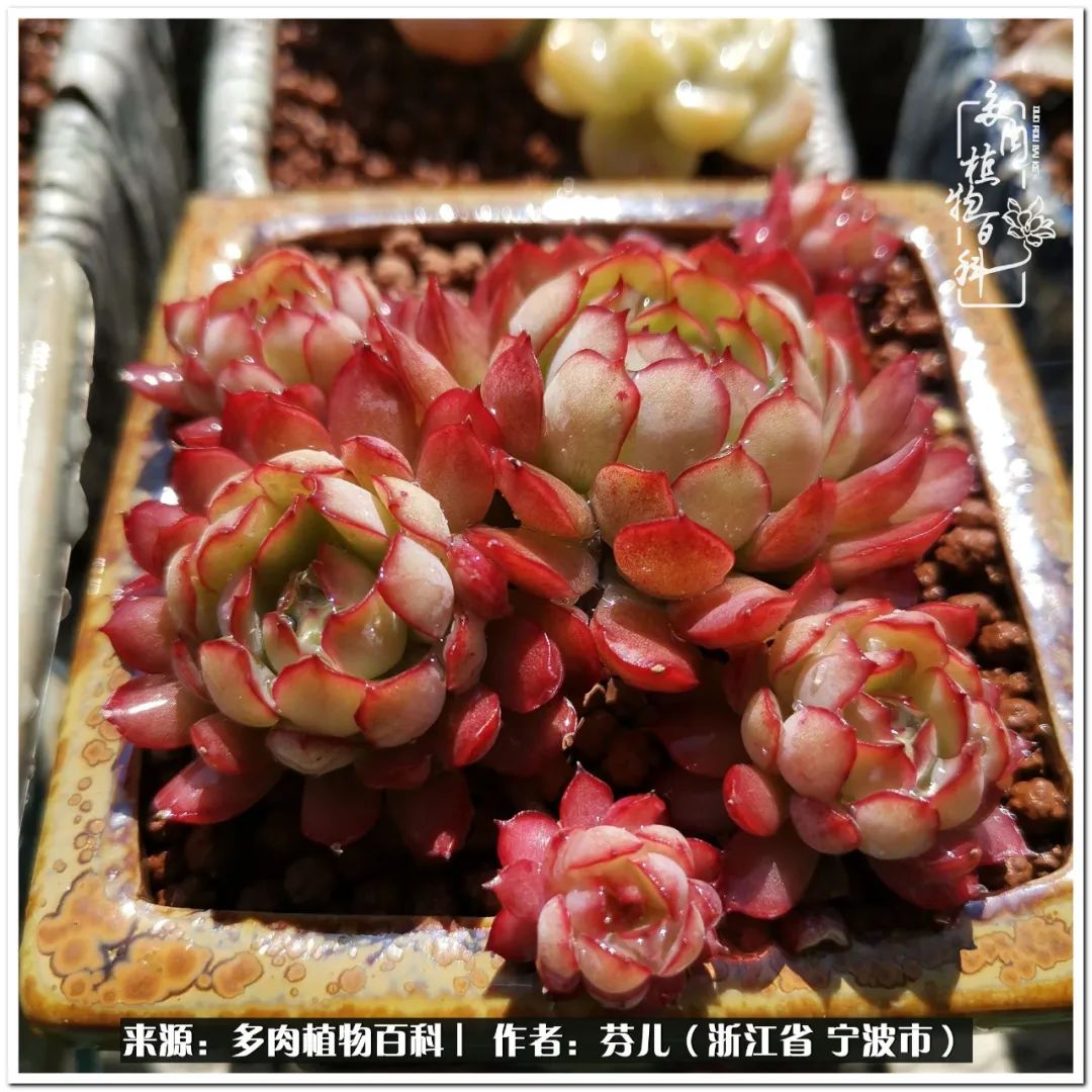 小燈籠多肉_小燈籠多肉_多肉燈籠肉是什么