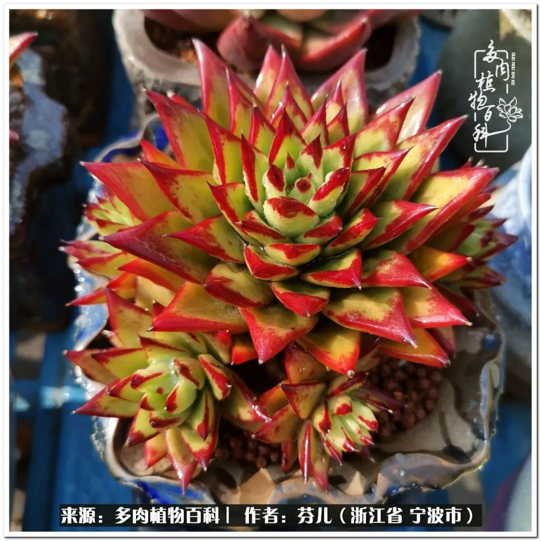 小燈籠多肉_小燈籠多肉_多肉燈籠肉是什么