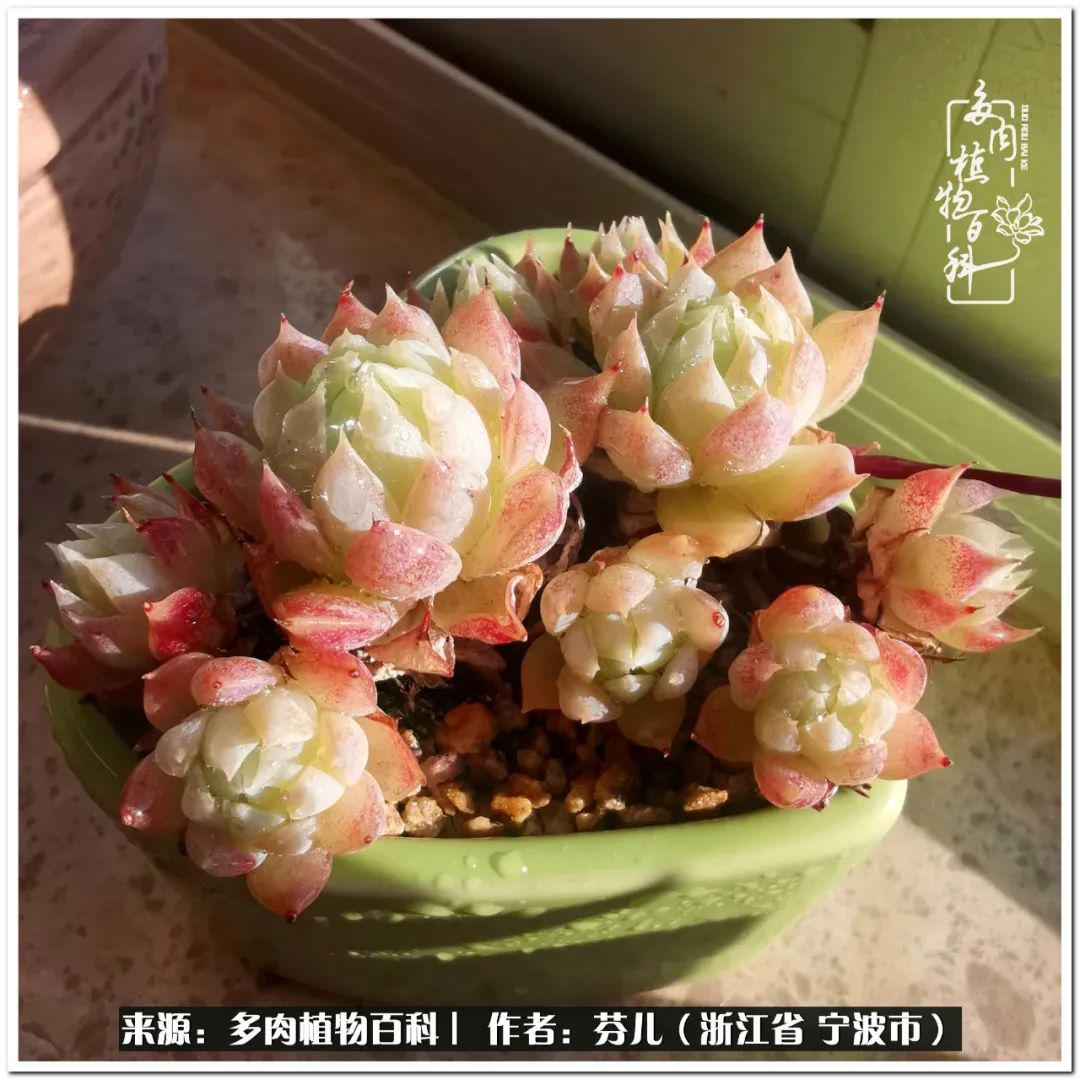 小燈籠多肉_小燈籠多肉_多肉燈籠肉是什么