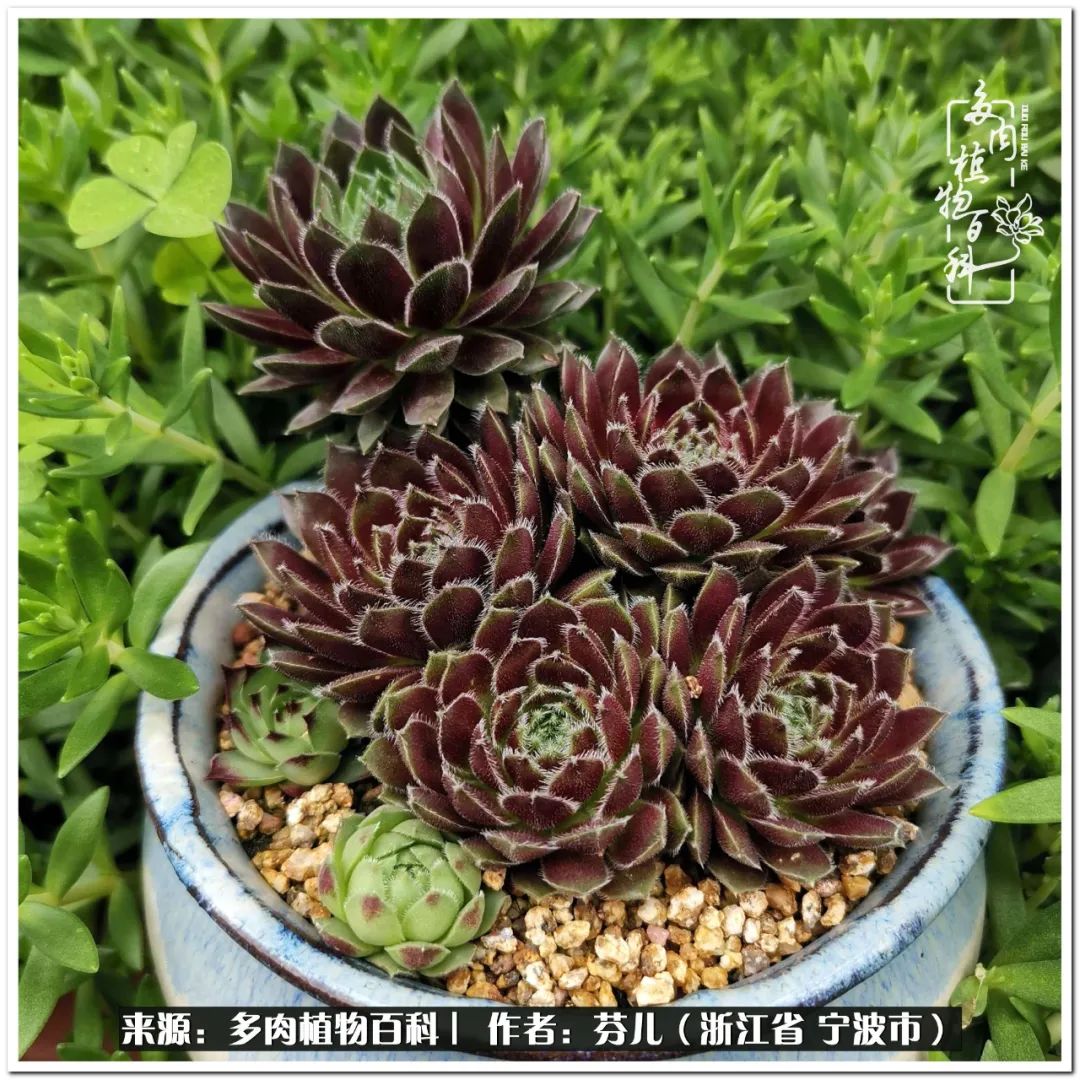 多肉燈籠肉是什么_小燈籠多肉_小燈籠多肉