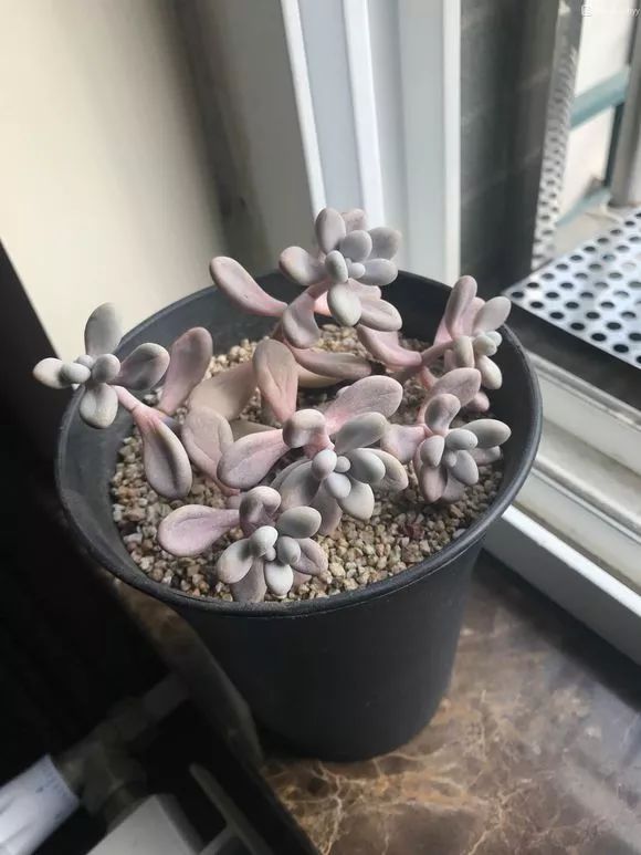 多肉上盆后怎么澆水_多肉上盆水澆多了怎么辦_多肉澆水盆底一下子就漏水