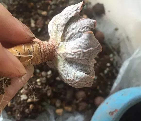 多肉上盆水澆多了怎么辦_多肉上盆后怎么澆水_多肉澆水盆底一下子就漏水