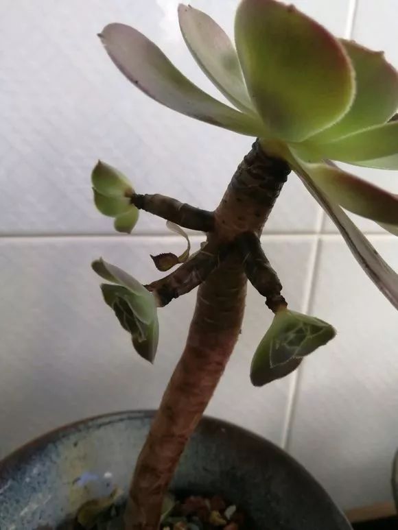 多肉上盆水澆多了怎么辦_多肉上盆后怎么澆水_多肉澆水盆底一下子就漏水