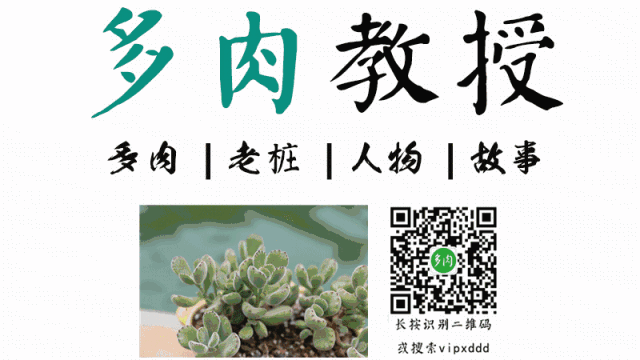 多肉澆水盆底一下子就漏水_多肉上盆后怎么澆水_多肉上盆水澆多了怎么辦