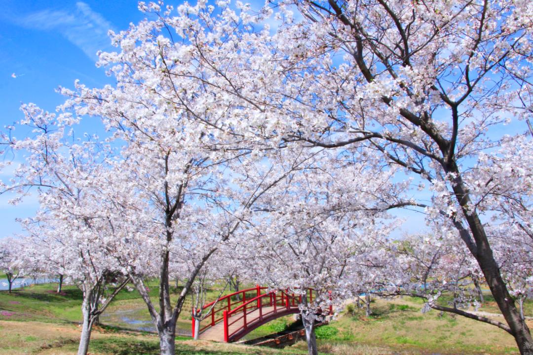 茅山景區石磨豆腐村葛仙湖公園伏熱花海_句容旅游攻略一日游_春來鎮江句容踏春祈福線路