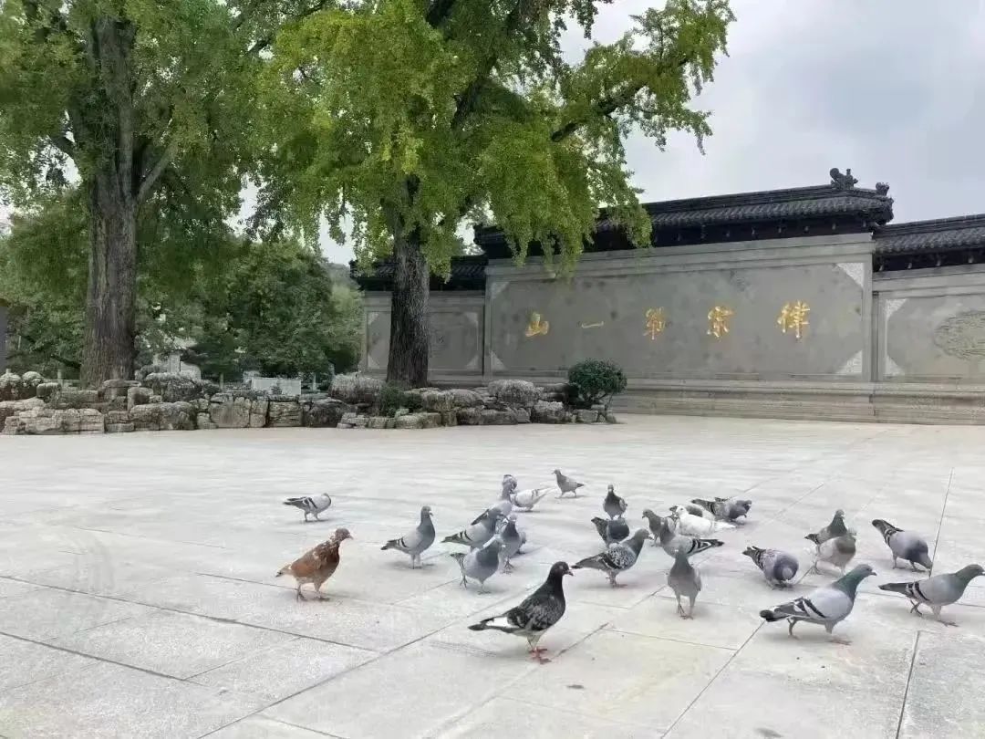 句容旅游攻略一日游_春來鎮江句容踏春祈福線路_茅山景區石磨豆腐村葛仙湖公園伏熱花海