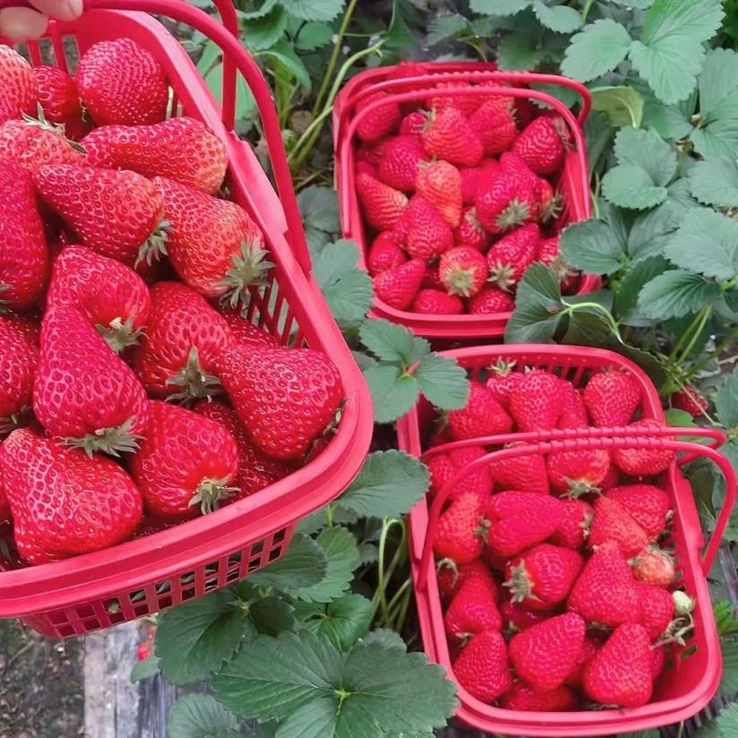 春來鎮江句容踏春祈福線路_茅山景區石磨豆腐村葛仙湖公園伏熱花海_句容旅游攻略一日游