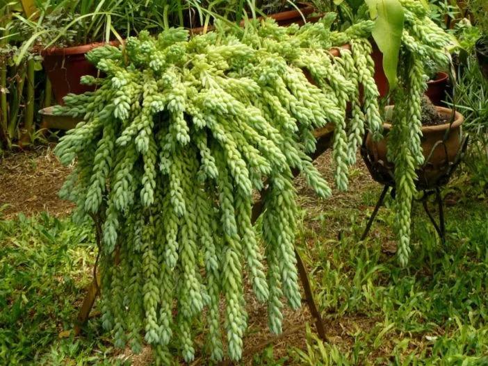 冬型種春秋型多肉介紹_多肉植物種類分類_多肉雨滴為什么養(yǎng)不好