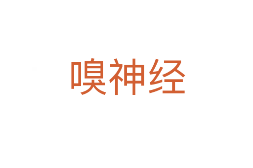 嗅神經(jīng)